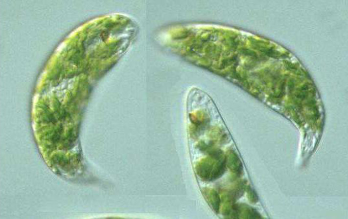 日本欲将眼虫藻转化为燃料驱动汽车,生物燃料将拉开帷幕