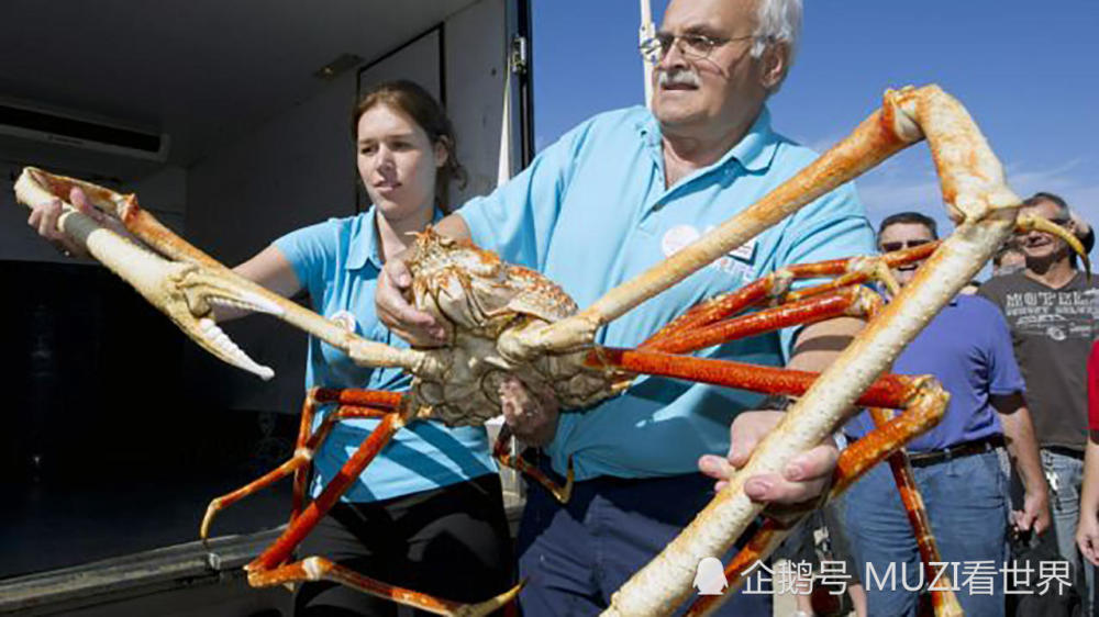 全球最大的螃蟹：长4米可以活100年，鲨鱼都不是其对手！-天天快报