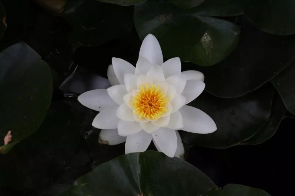 綺麗な睡蓮誕生花