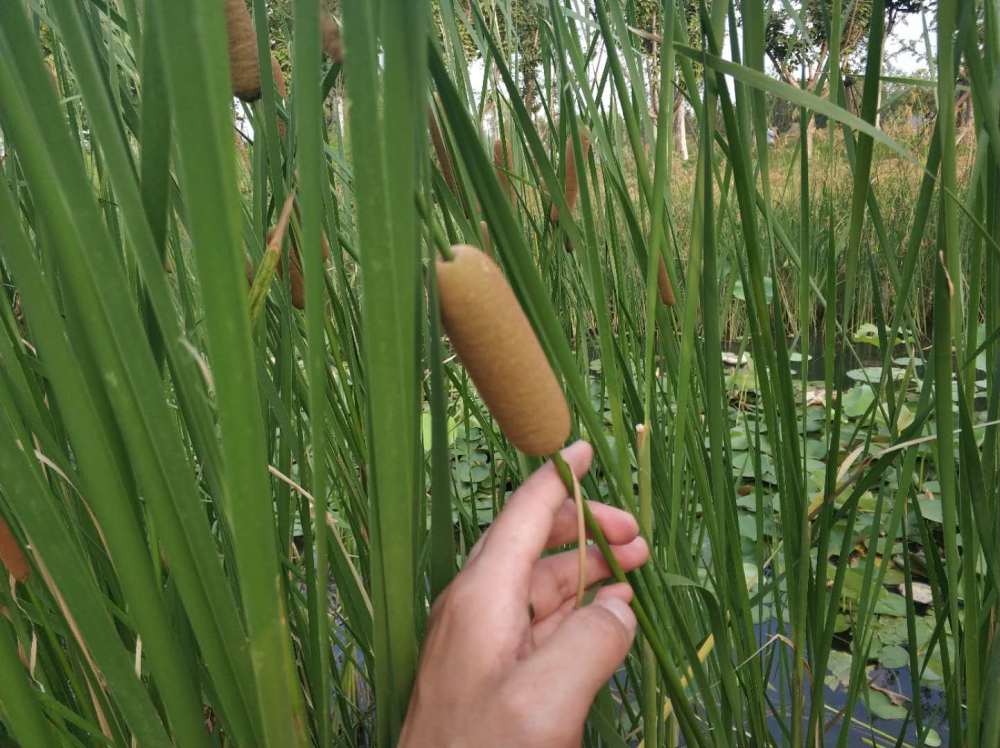 长得像芦苇,却结出香香的"棒槌",北龙湖的这种植物您认识吗