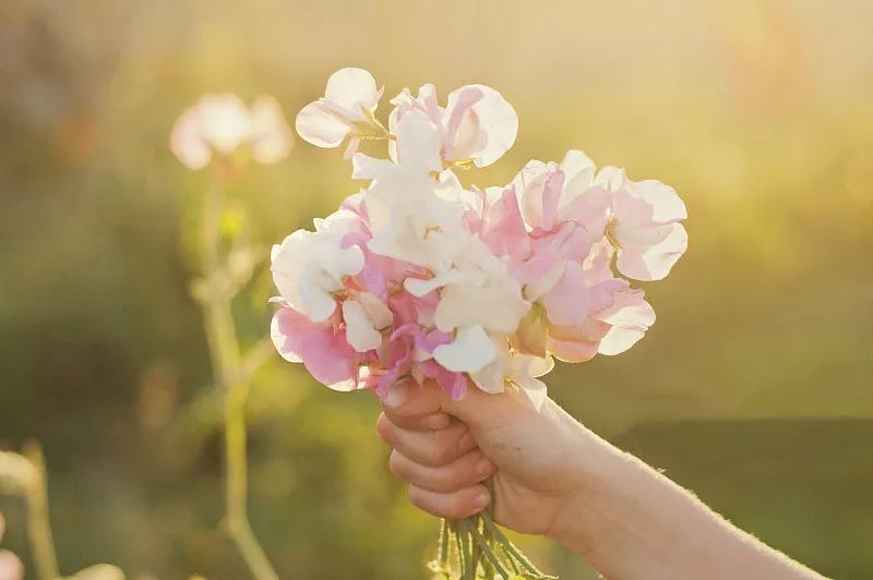jasminum sambac 如果你暗恋一个人,那就送ta一束茉莉花.