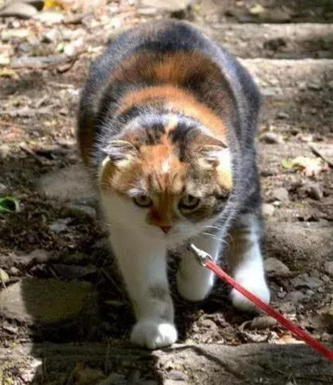 日本 土猫 胖成了 网红 坚持爬山七年 体重岿然不动 网友 五行缺瘦 看点快报