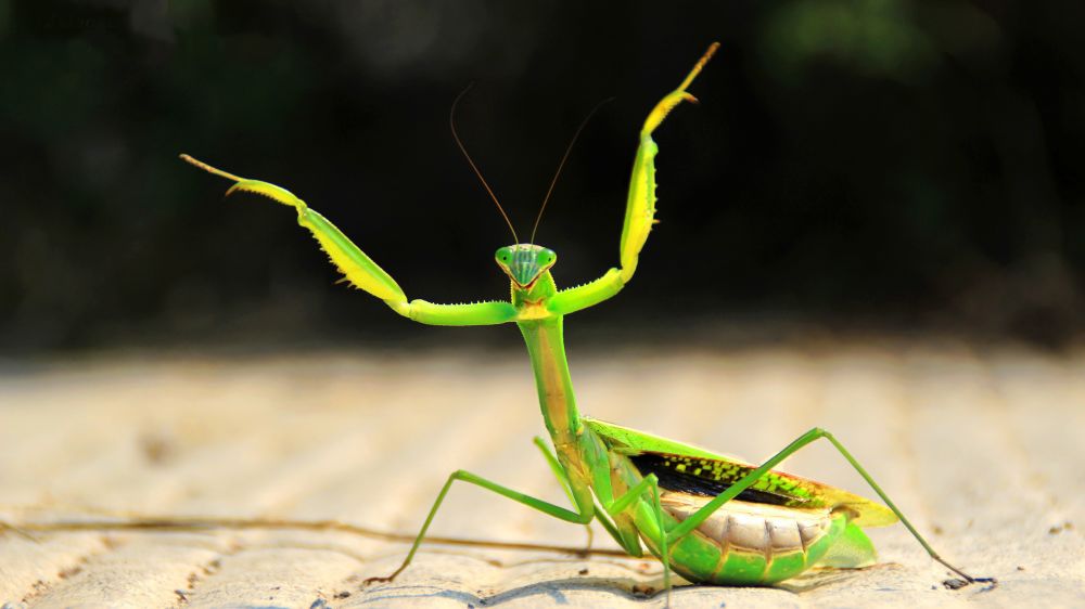 螳螂的身体如此瘦小,为什么能杀死凶猛的毒蛇?看完大开眼界