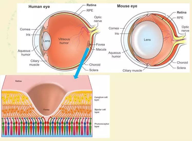 讲座小鼠的视力-天天快报
