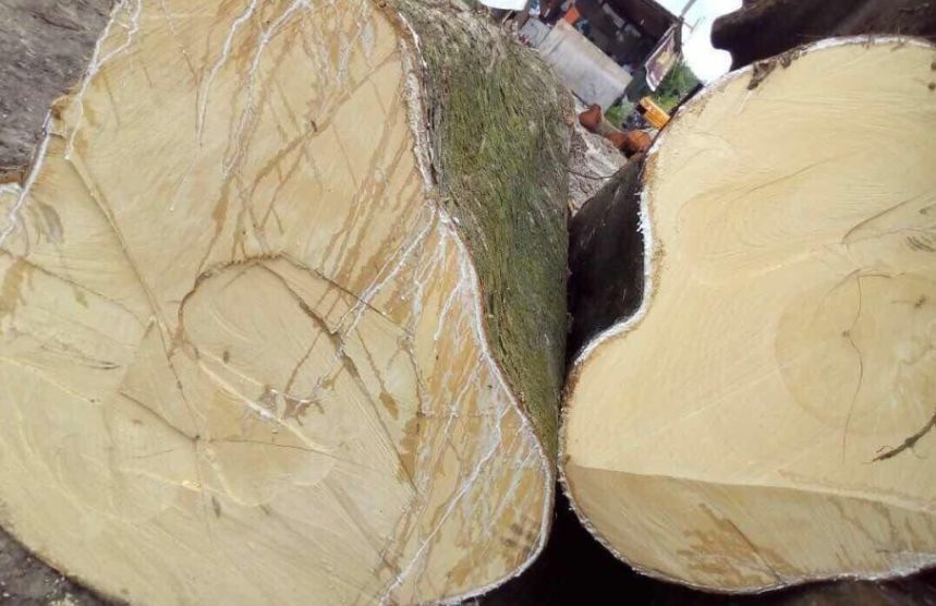木材采购快报:香杉木,进口国产桐木,小巴花,巨桉圆木等采购需求