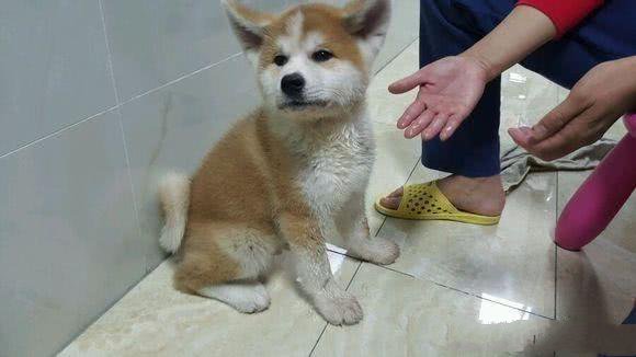 4000块买"纯种"柴犬,2个月"变异"成"火柴,这是柴犬吗?