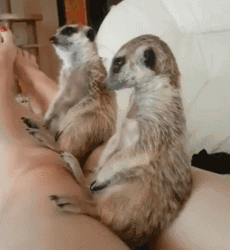 獴哥在主人腿上打瞌睡,另一只忙喊:别睡了,我们去找丁满玩啦