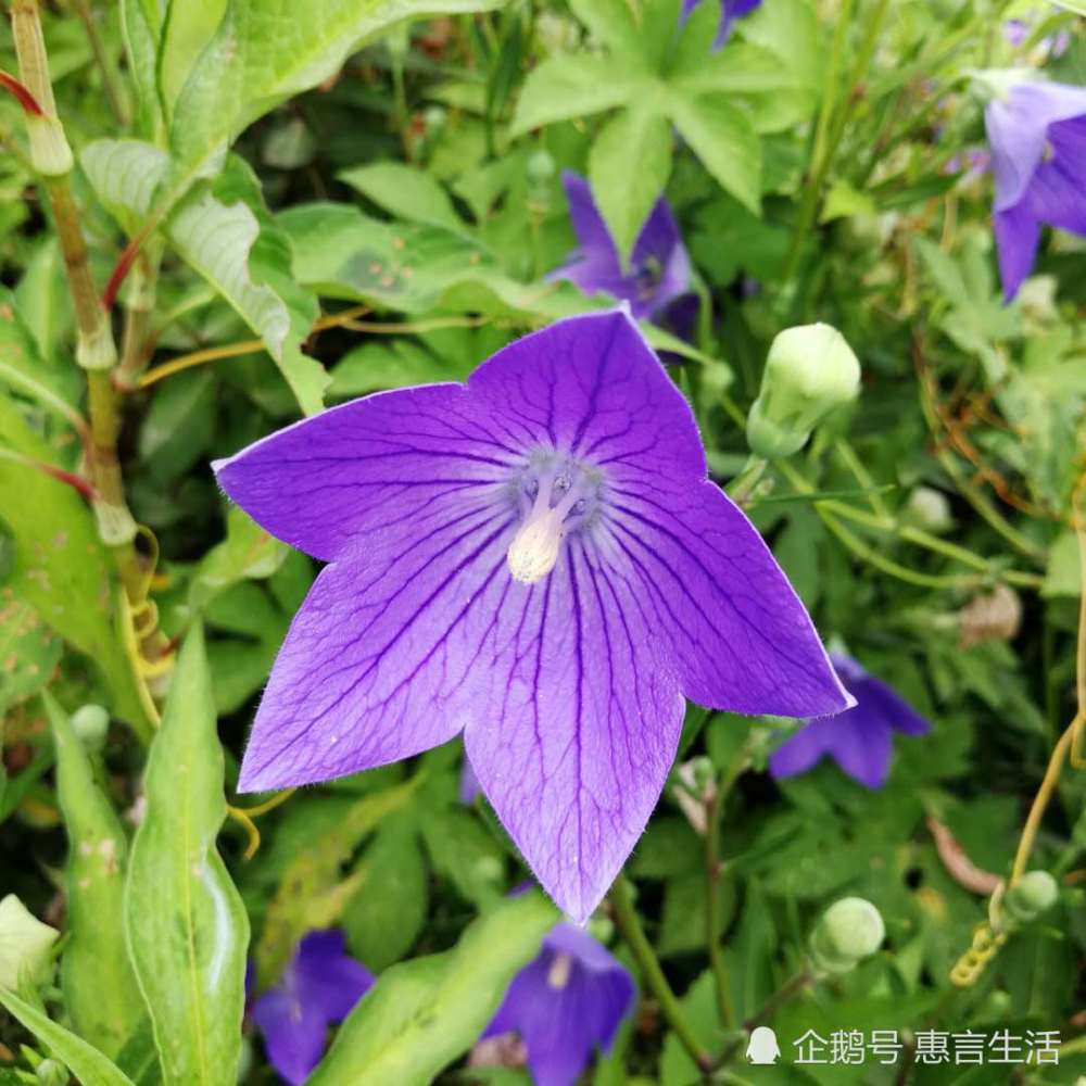 那抹蓝紫色的花朵,既是药材亦可食用,市场上价格翻倍仍供不应求