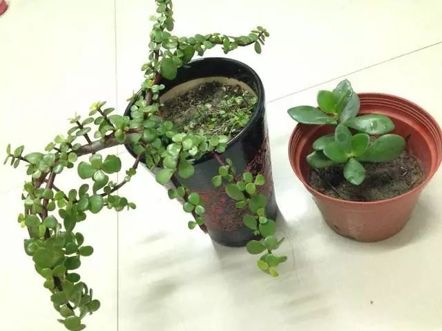 金枝玉叶这么养,长的特快,用根铁丝一捆,就是优雅的悬崖桩盆景