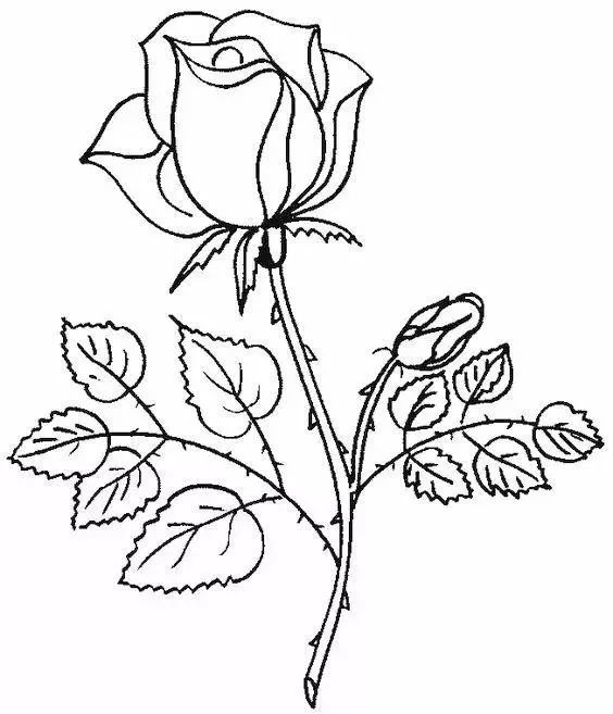 【4】    玫瑰花临摹线稿    手得封题手自开 一篇美玉缀玫瑰 ——