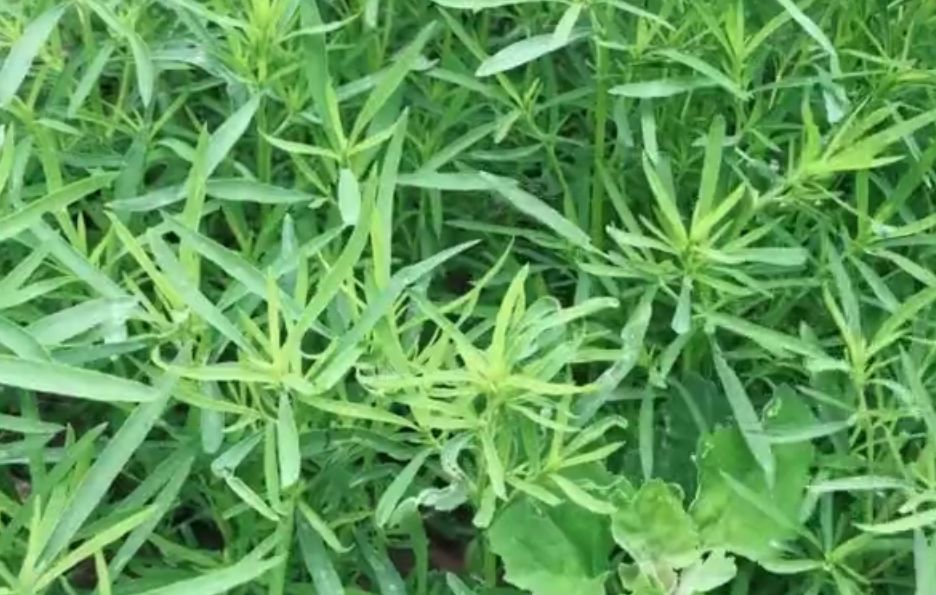 扫帚苗也能吃?不炒不煎还不炸,简单一做,不是农民不知道