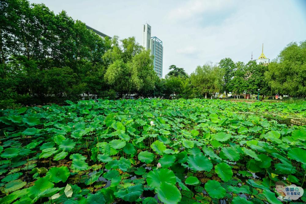 又到一年赏荷季，淮南这3个绝佳赏荷地：两处免费对外开放，一处成中华荷花园