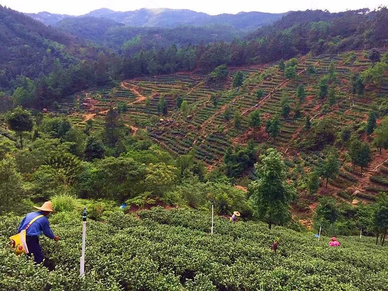 雨后的江门鹤山古劳茶山生态园唯美脱俗 石岩茶的传说