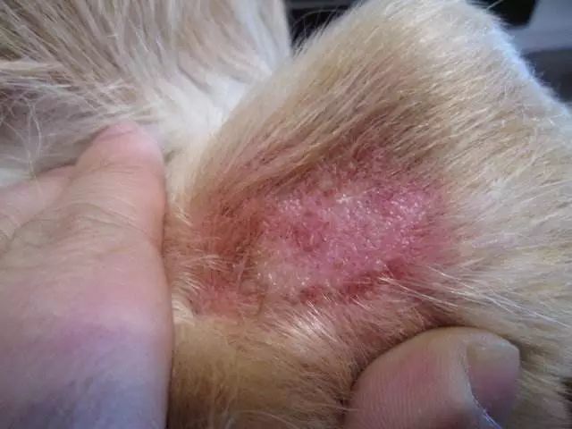 狗狗的螨虫病在症状上很容易与犬蠕形螨病,狗狗皮肤湿疹,狗狗皮肤