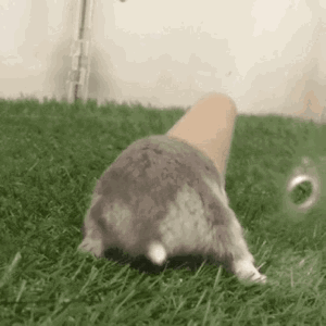 说出来你可能不信!仓鼠虽小,其实很好玩