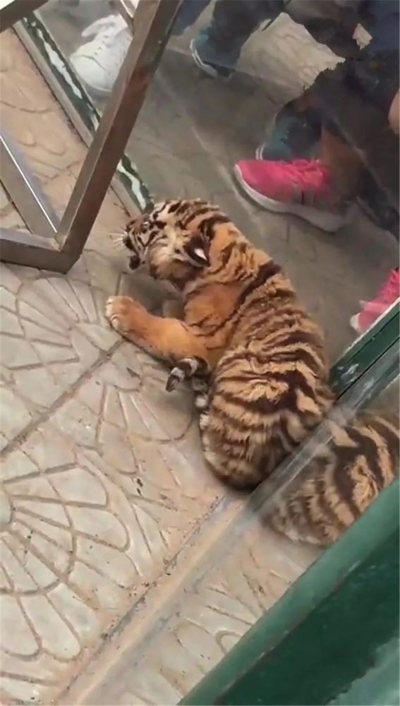 小老虎被游客挑衅又咬不到,只好拿栏杆发泄愤怒,奶凶