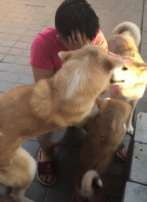 暖炸!主人因高考分数太差蹲地上痛哭,三只秋田犬心疼的抱住主人