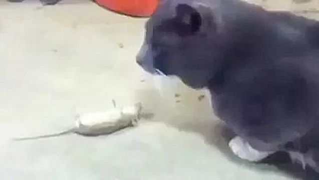 小猫抓老鼠看一次笑一次,这只老鼠绝对成精了,还会装死逃生