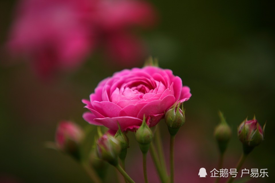 花园或家居阳台不可缺少高观赏价值花品种 粉红色蔷薇 看点快报