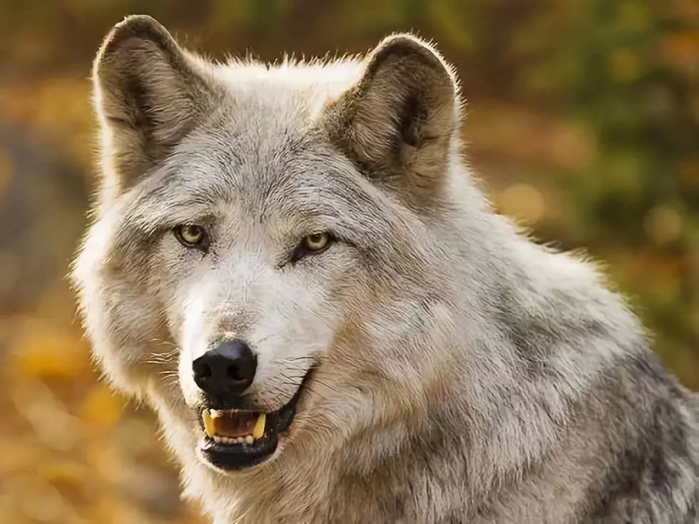 狼什么狈什么成语_狼和狈是什么动物图片