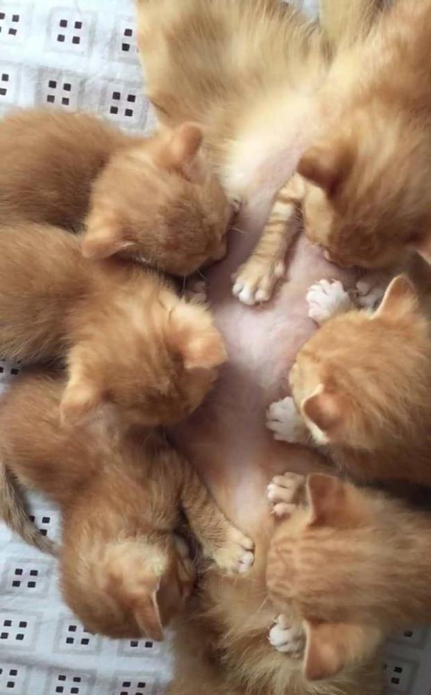橘猫一窝生了6只,每次喂奶都一脸"生无可恋":自己生的
