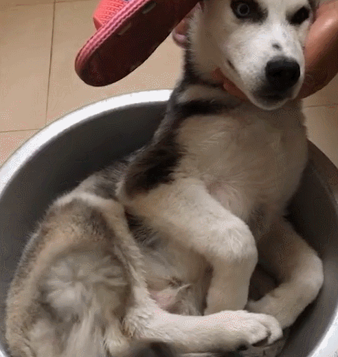 狗狗不乖乖吹毛,主人手拿一个拖鞋,直接变成老实狗