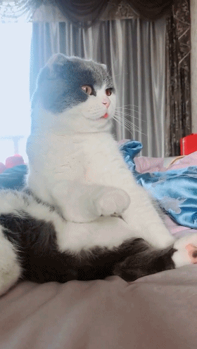 宠物,萌宠,猫咪,搞笑,恶搞