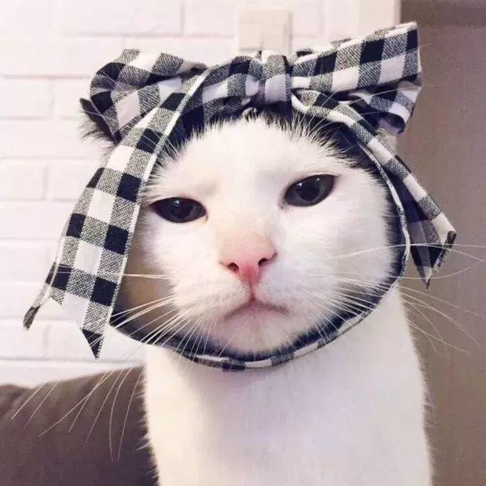 男女头像 宠物头像