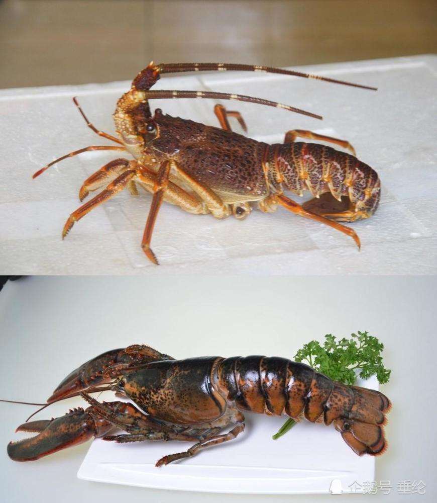 上为澳龙,下为波龙