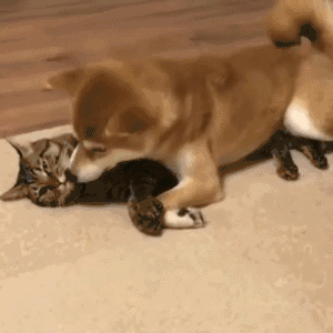 搞笑gif趣图:说了多少遍,不做完功课不准出去玩!-天天