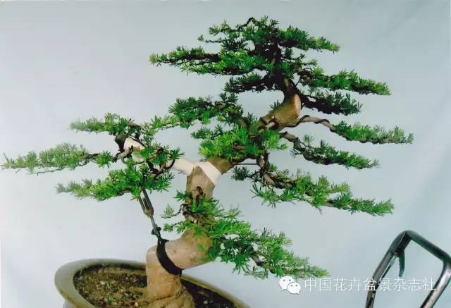 嫁接雀舌罗汉松的造型