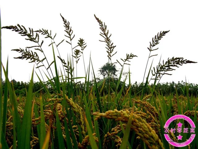 农村零距离：农民最痛恨的稗子，原来还有这么多功效
