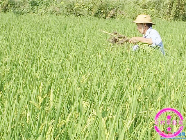 农村零距离：农民最痛恨的稗子，原来还有这么多功效