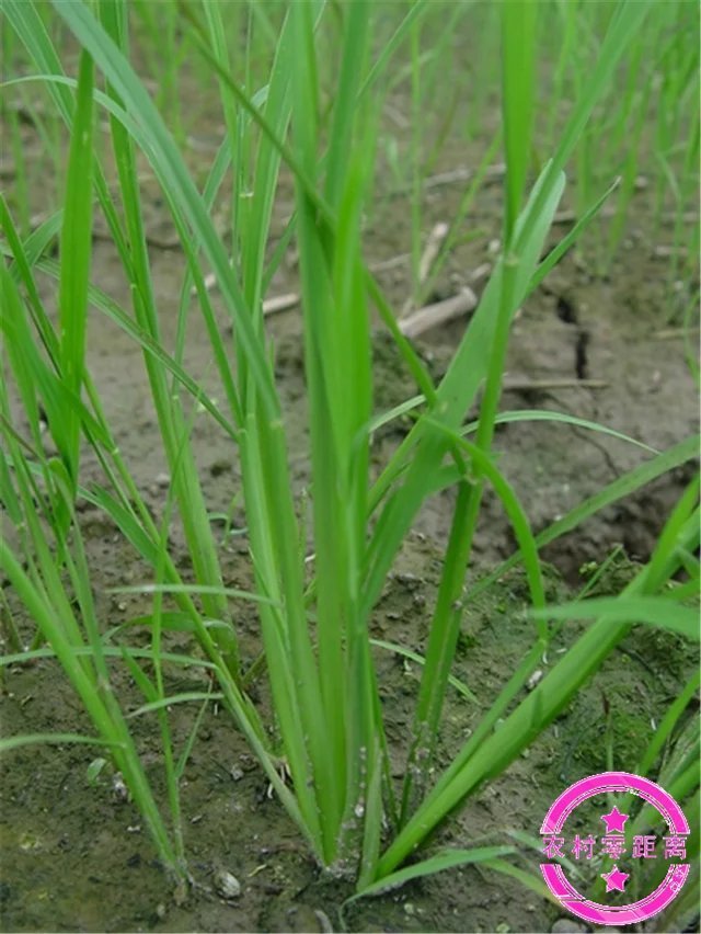 农村零距离：农民最痛恨的稗子，原来还有这么多功效