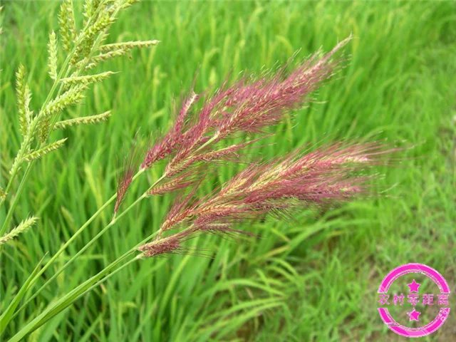 农村零距离：农民最痛恨的稗子，原来还有这么多功效