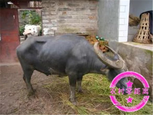 农村零距离：农民最痛恨的稗子，原来还有这么多功效