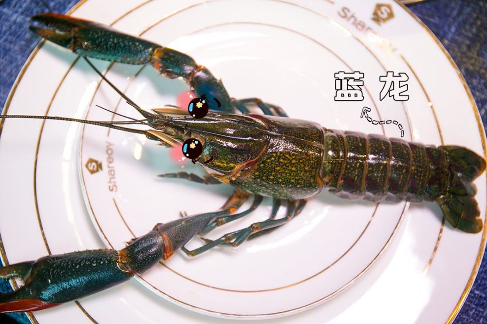 龙虾中的超级勇士 蓝龙,足足比普通龙虾大上两倍的个头,就问你怕不怕!