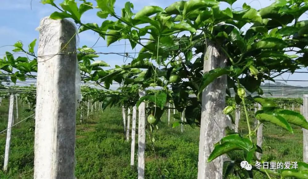 百香果高产种植技术要点