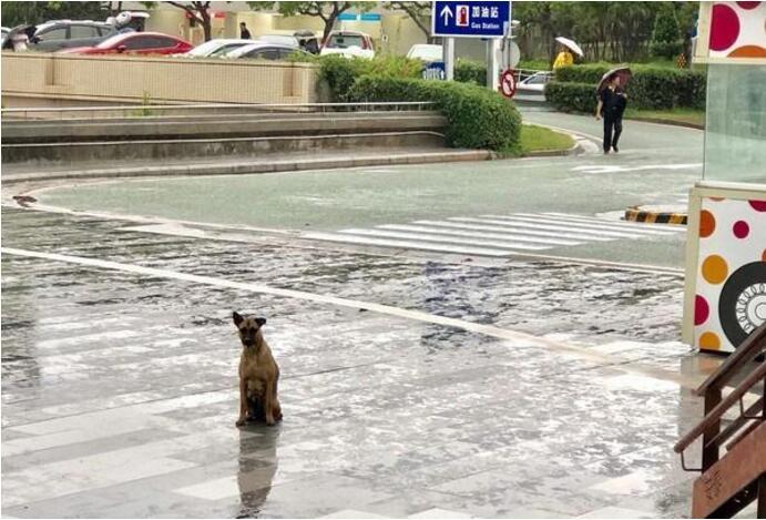 狗狗被主人狠心丢掉后,在雨中苦苦等待两个月