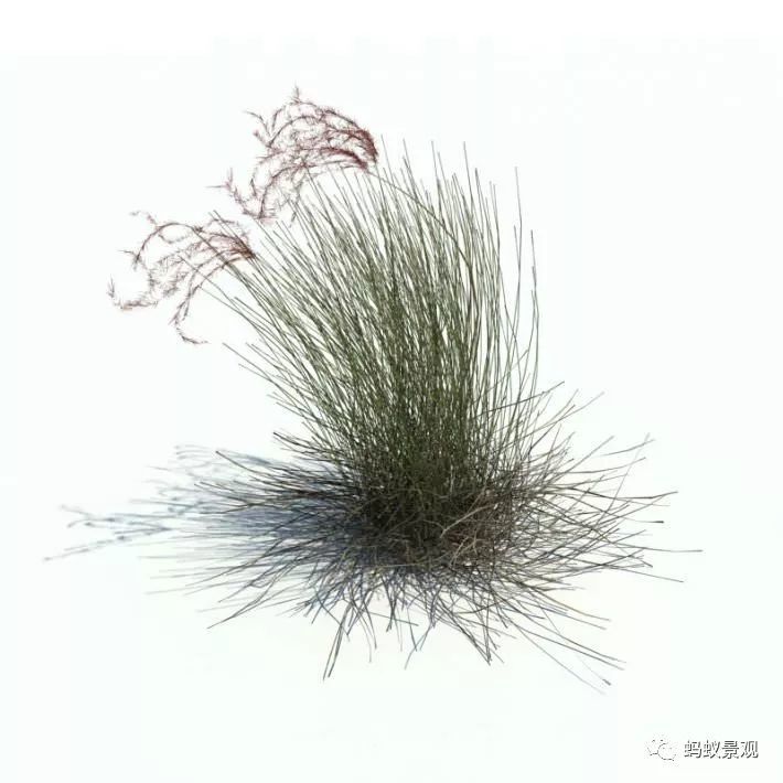一次掌握所有近景草丛的画法