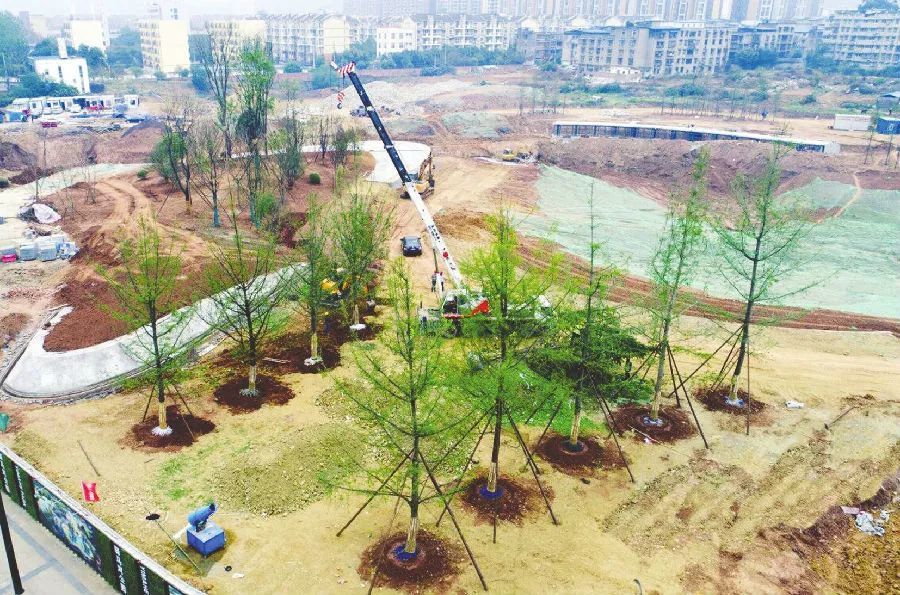 来了 龙泉喜提1750亩绿肺 公园城市 再添砝码 看点快报