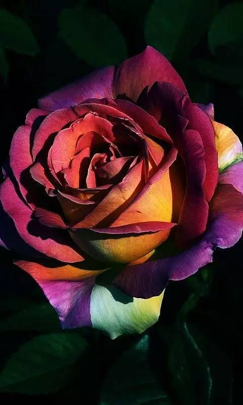 彩虹玫瑰花介绍