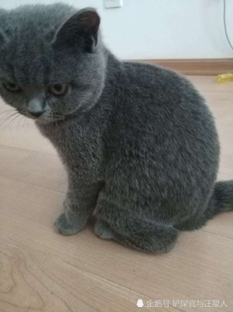 英短蓝猫趴在地上一动不动,走近一看,猫咪的举动笑喷铲屎官