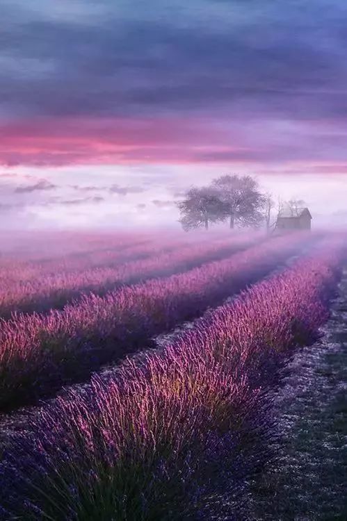 有一种浪漫,叫紫色 有一种颜色,叫薰衣草 有一种花语,叫等待爱情