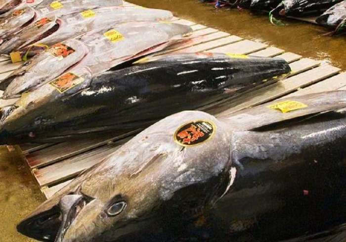 日本的这种鱼极其昂贵,论克卖,日本人却要排队"摇号"购买!