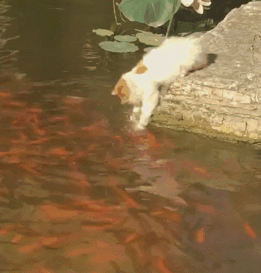 猫咪池塘边捞鱼一个猛子扎了进去,最终王者归来,就是有点受惊