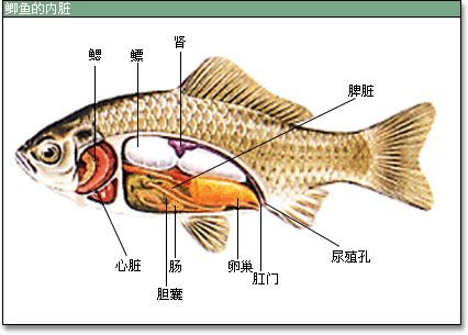 鱼真的会吃到撑死吗?