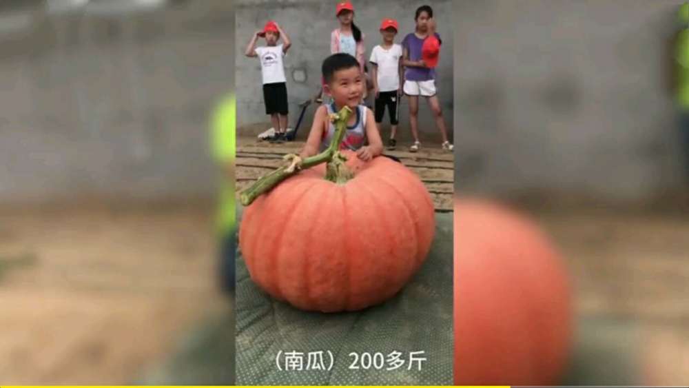 江苏宿迁:收获了28个大南瓜 最大的234斤 最小的也有200左右