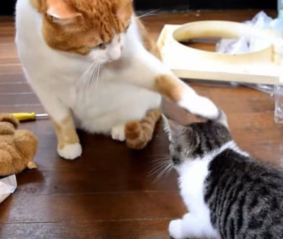 看到新来的小猫咪,橘猫竟上演"摸头杀",铲屎官看了被暖翻