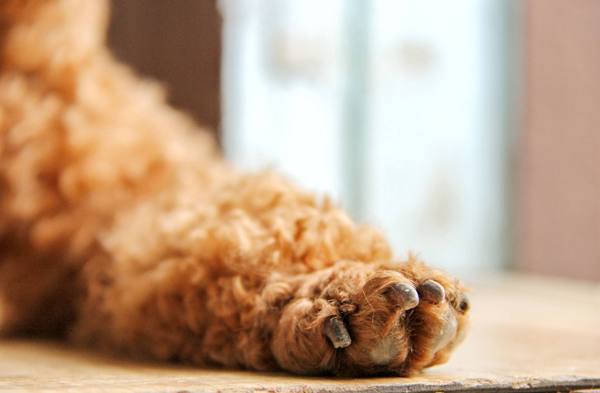 狠心女人用鞭子教训小泰迪,泰迪瑟瑟发抖:麻麻